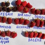 Фото №10 Малина летняя и ремонтантная 40 сортов