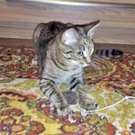 Фото №3 Маленькая королева Кетти в добрые руки