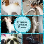 Стрижка собак и кошек свао, Бибирево, Алтуфьево