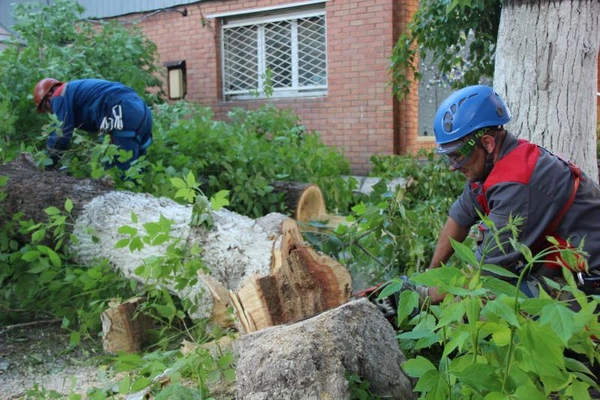 Фото Спил деревьев, веток, вывоз порубочных остатков. Альпинисты
