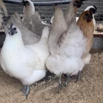 Фото №11 ия лакеданзи. Доставка