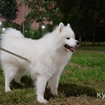 Фото №2 Отдам самоеда