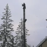 Фото №2 Спил, обрезка и удаление деревьев в Павловском посаде