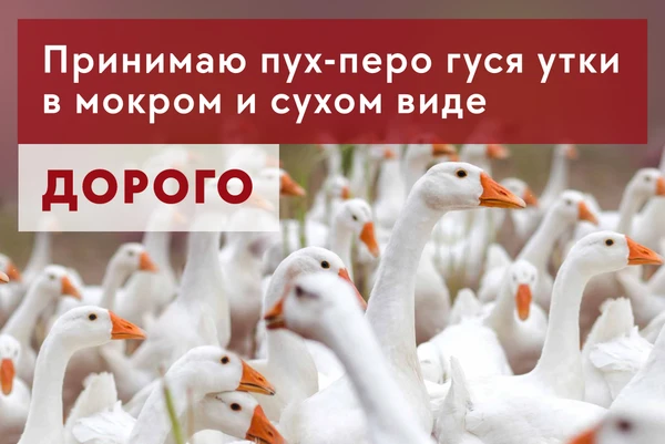 Фото приму сырье - пух и перо гусиное и утиное