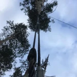 Фото №5 Удаление Обрезка деревьев, расчистка участка в Томилино