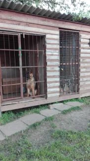 Фото Передержка собак