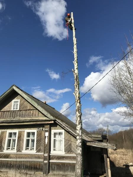 Фото Удаление аварийных сложных деревьев спил