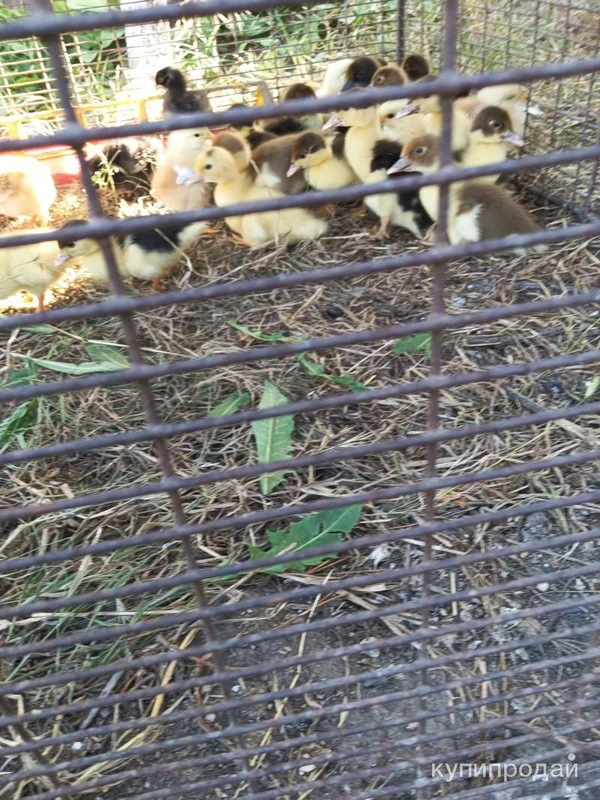 Фото Продам недельных индоутят