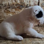 Фото №5 САО