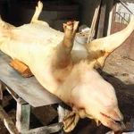 Фото №4 Мясо свинины с Колхоза