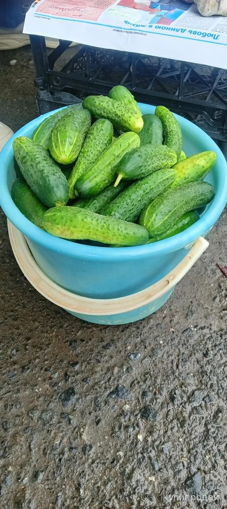 Фото Свежие огурчики