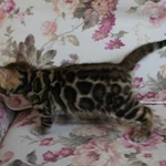 Фото №6 Бенгальские котята - мальчики и девочки