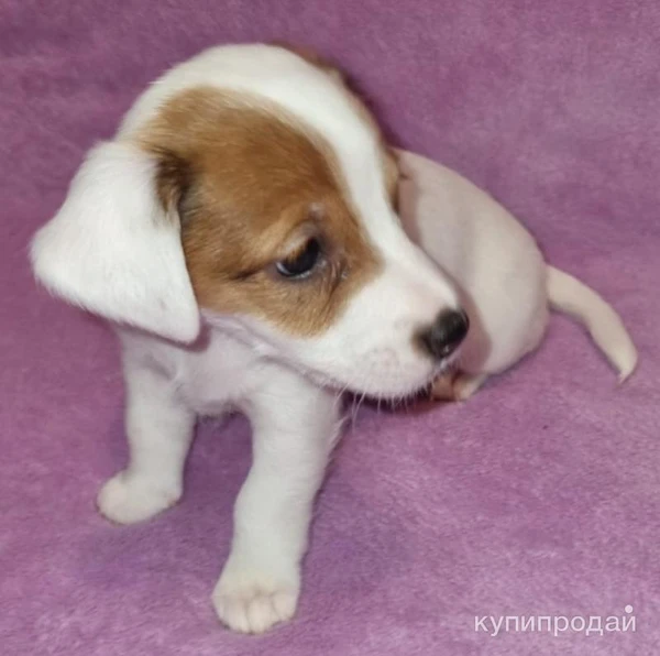 Фото Продам щенка девочка джек рассел