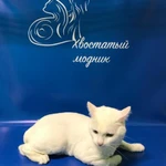 Фото №10 Зоосалон "Хвотатый Модник" на Гагарина, 8А