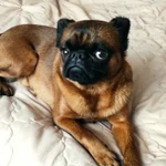 Фото №8 Вязка Пти-брабансон