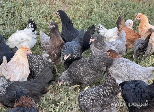 Фото Куры Несушки с доставкой