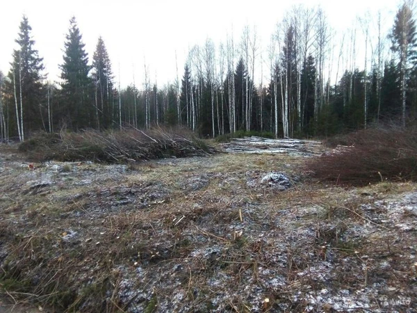 Фото Расчистка участка от кустарника и деревьев. ОТЗЫВ КЛИЕНТА.
