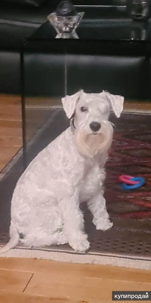 Фото Классная сука цвергшнауцер белый