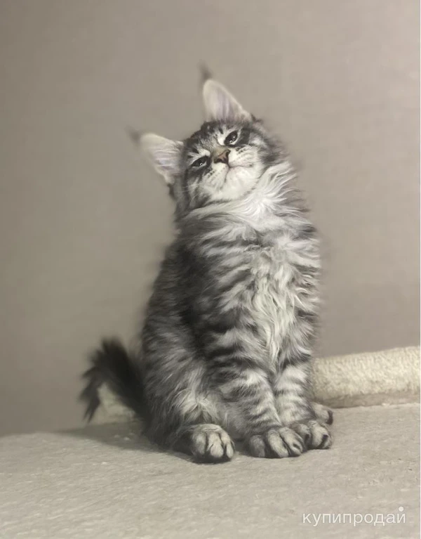 Фото Нежные котята мейн- кун