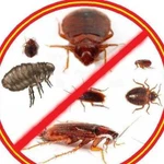 Уничтожение насекомых,клопы,тараканы,муравьи,клещи