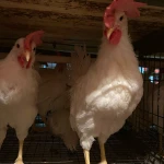 Фото №2 Куры
