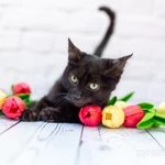 Фото №5 Черный котик Шухер