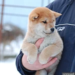 Фото №2 Щенки Сиба