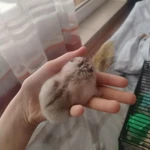 Фото №2 Червишеский тракт 47