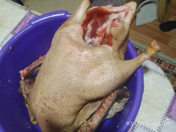 Фото Жир гусиный внутренний