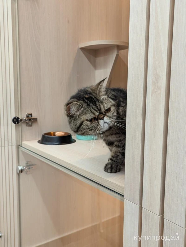Фото Гостиница для кошек в САО Москвы