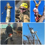 Фото №6 СПИЛ ДЕРЕВЬЕВ