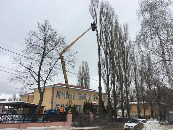Фото Услуги по спиливанию деревьев