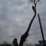 Фото №5 Убрать, спилить деревья. Дробление пней