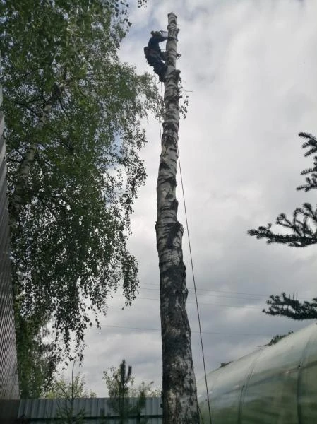 Фото Спил деревьев