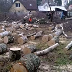Фото №5 Спил деревьев. Демонтаж. Расчистка. Вывоз Луховицы