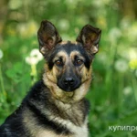 Фото №7 Щенок метис овчарки в дар