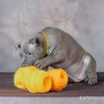 Фото №10 ЩЕНКИ ТАЙСКИХ РИДЖБЕКОВ