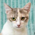 Фото №6 Трехцветная кошка Изюминка в добрые руки