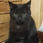 Фото №3 Кошечка в любищее в руки