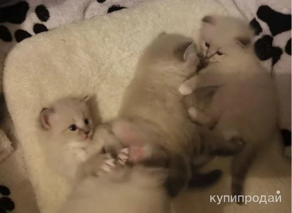 Фото невские маскарадные котята для Вас (питомник)