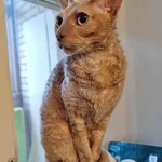 Фото №7 Муха, домашняя кошечка породы корниш-рекс ищет дом