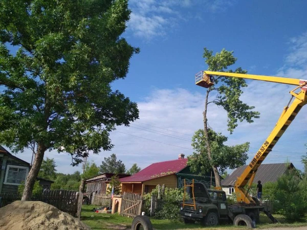 Фото Спил деревьев, удаление деревьев