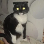 Фото №2 Кошка