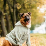 Фото №2 Марти в поиске дома