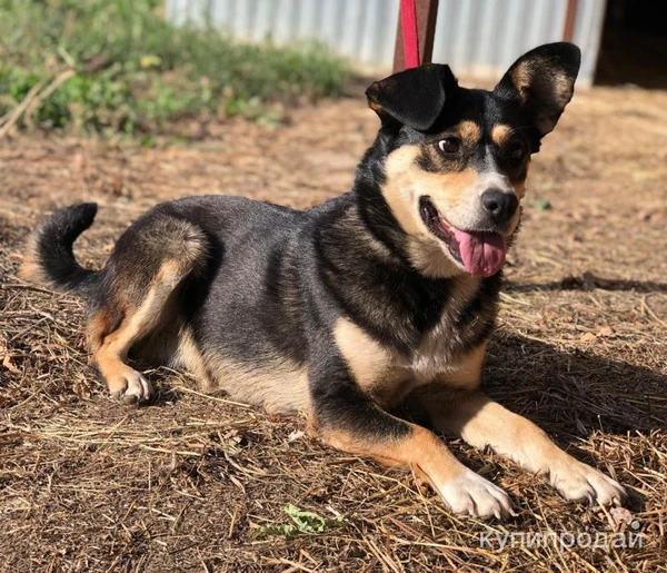 Фото Очаровательная Малышка в дар.