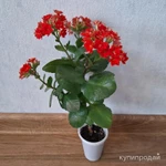 Фото №4 Каланхоэ цветущий красный