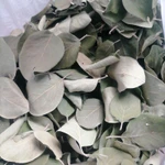 Фото №2 Листья айвы лесной. Цена за 100 грамм.