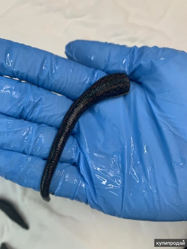 Фото Пиявки медицинские Сертифицированные.