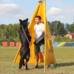 Фото №3 Дрессировка собак, хендлинг