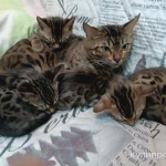 фото Котята